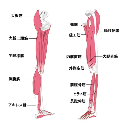 足の筋肉イラスト