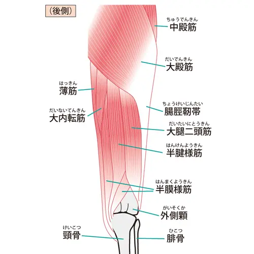 股関節周りの筋肉イラスト